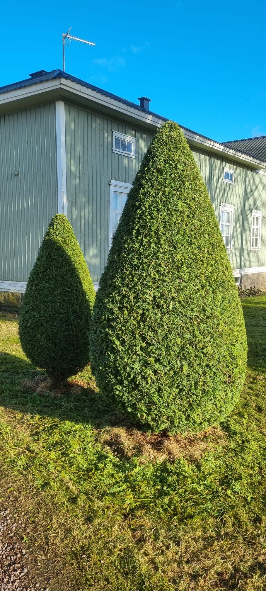 Ikivihreää kasvillisuutta